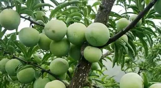 石阡富硒苔茶（石台富硒茶的功效与作用）-硒宝网