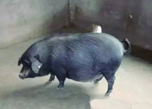 石阡富硒苔茶（石台富硒茶的功效与作用）-硒宝网