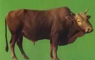 石阡富硒苔茶（石台富硒茶的功效与作用）-硒宝网