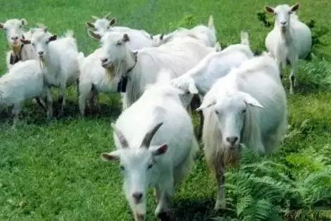 石阡富硒苔茶（石台富硒茶的功效与作用）-硒宝网