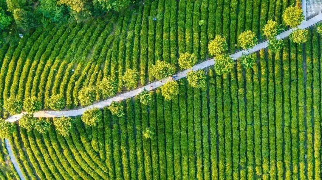 安康富硒茶妹(安康富硒茶多少钱一斤)-硒宝网