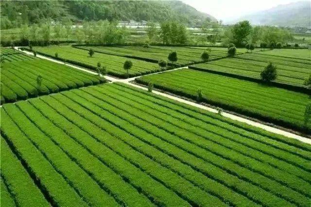 安康富硒茶妹(安康富硒茶多少钱一斤)-硒宝网