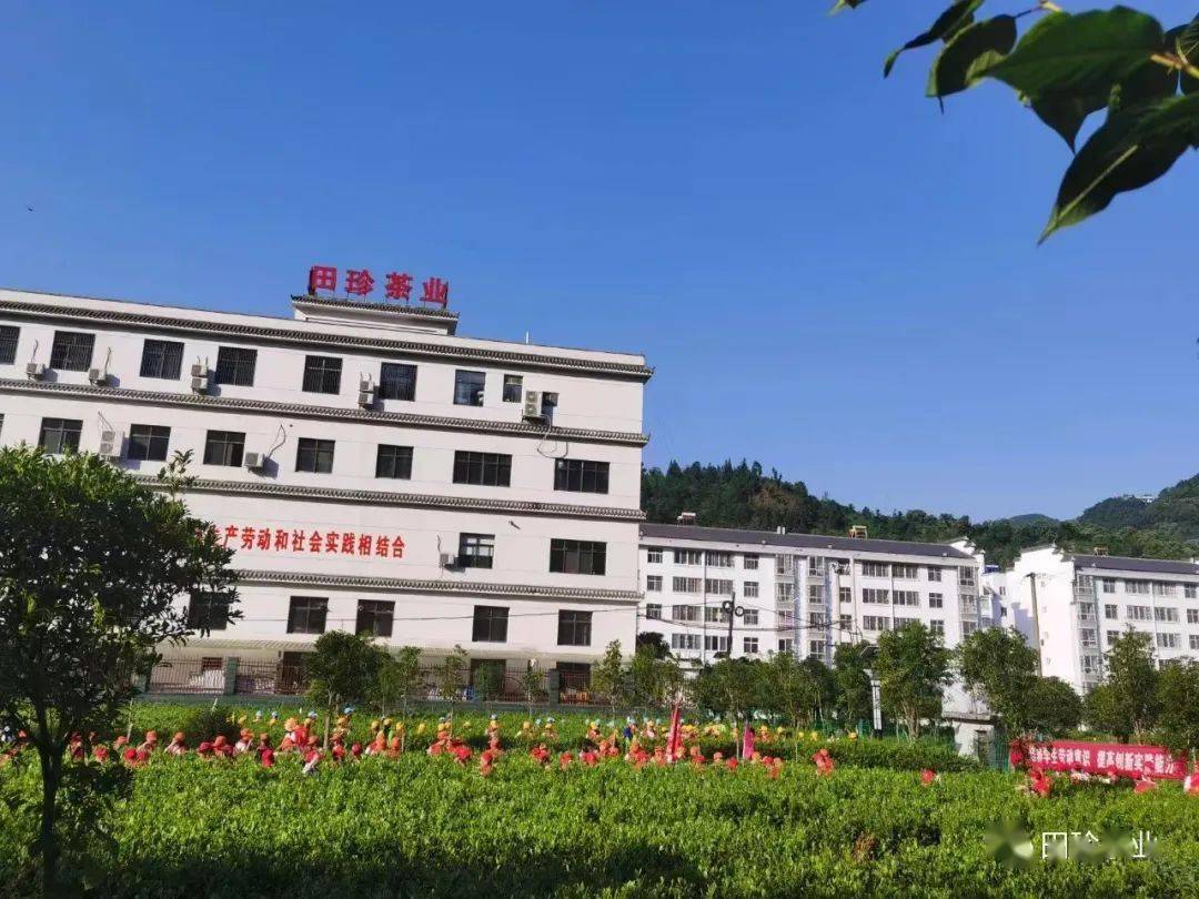 安康富硒茶妹(安康富硒茶多少钱一斤)-硒宝网