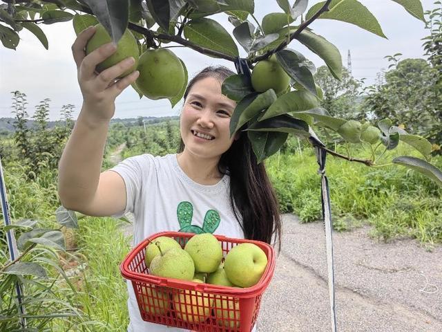 梨子寨富硒茶（梨茶主要特征）-硒宝网