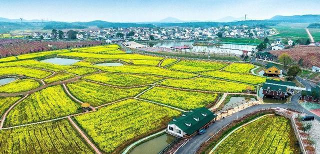 梨子寨富硒茶（梨茶主要特征）-硒宝网