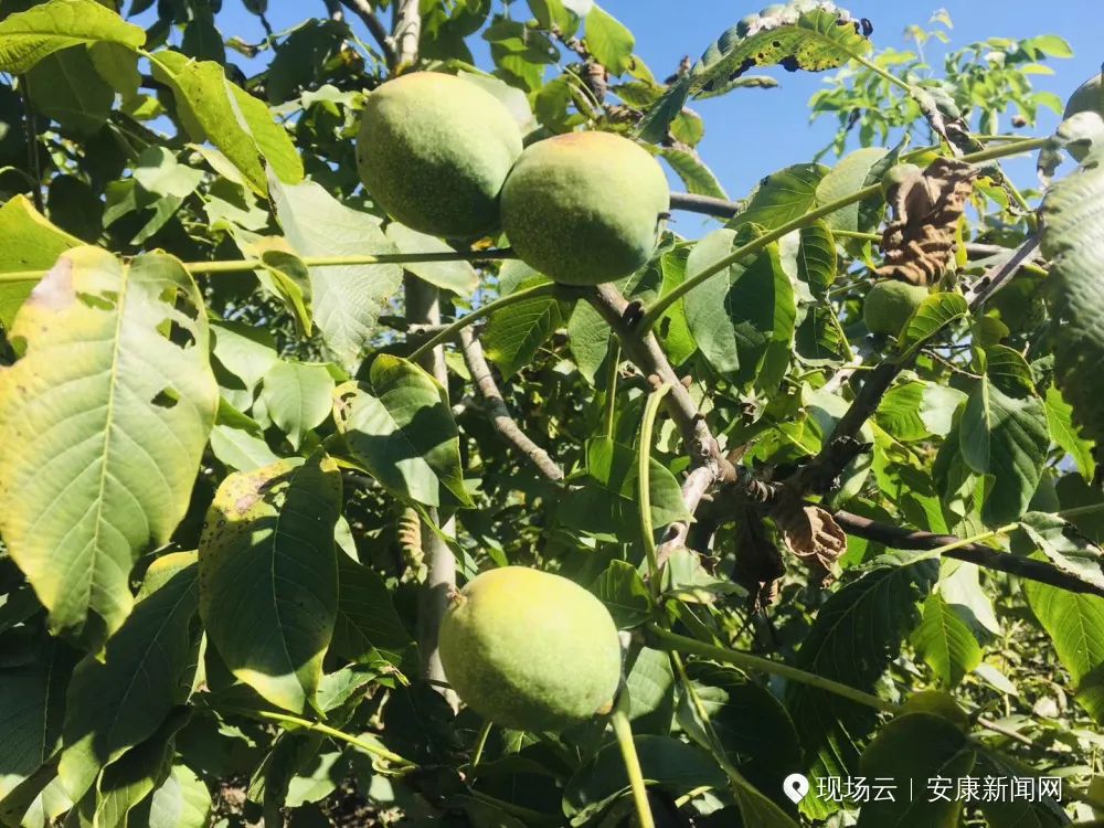 小分子富硒茶(富硒茶的优势)-硒宝网