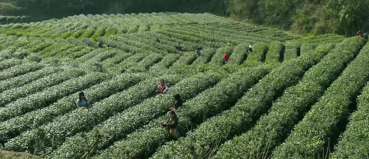 紫阳富硒老茶（紫阳富硒茶核心产区）-硒宝网