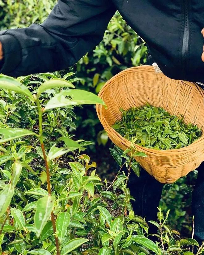 富硒茶 蒿坪(富硒茶庄)-硒宝网