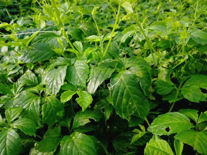 富硒茶 蒿坪(富硒茶庄)-硒宝网