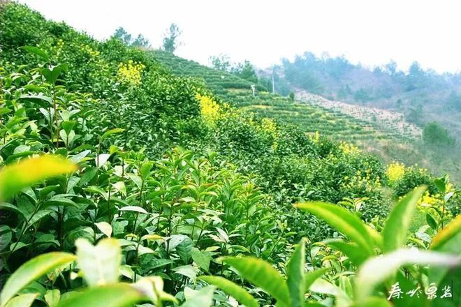 富硒茶 蒿坪(富硒茶庄)-硒宝网