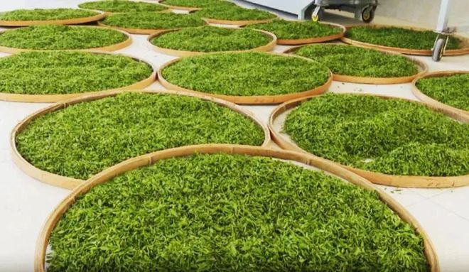 富硒茶 蒿坪(富硒茶庄)-硒宝网