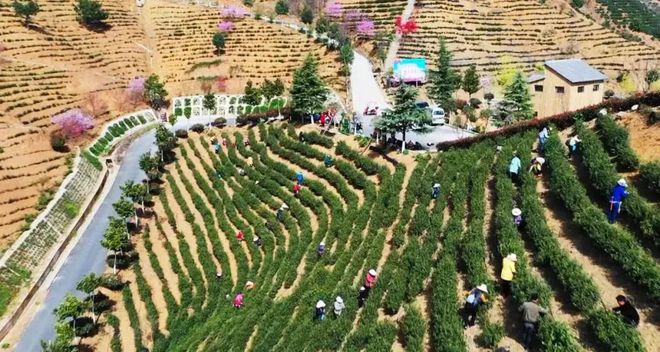 富硒茶 蒿坪(富硒茶庄)-硒宝网