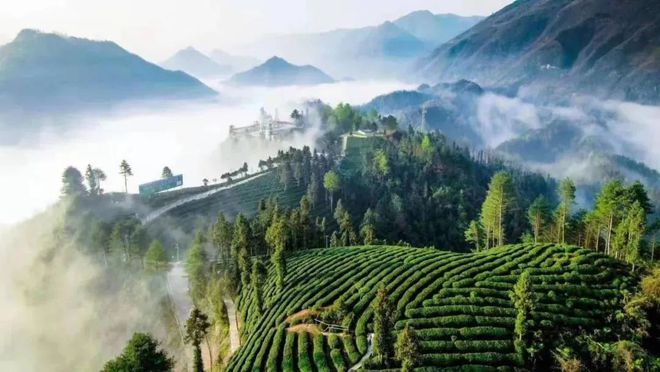 富硒茶 蒿坪(富硒茶庄)-硒宝网