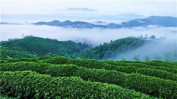 富硒茶 蒿坪(富硒茶庄)-硒宝网