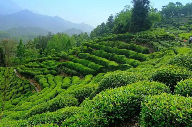 富硒茶 蒿坪(富硒茶庄)-硒宝网