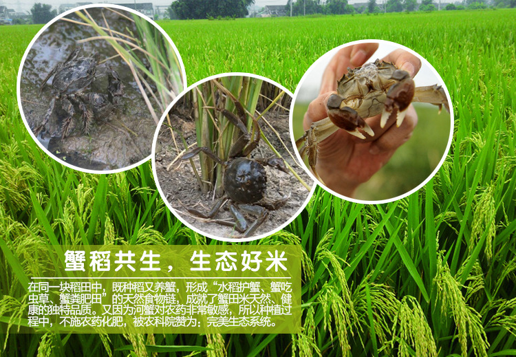 金果牌富硒茶（富硒黄金茶是什么茶）-硒宝网