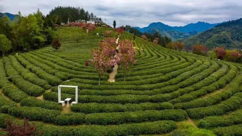 富硒茶 集优(富硒茶庄)-硒宝网