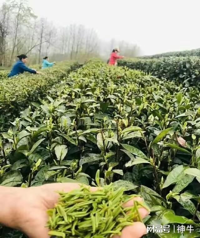 富硒茶的名字(富硒茶logo)-硒宝网