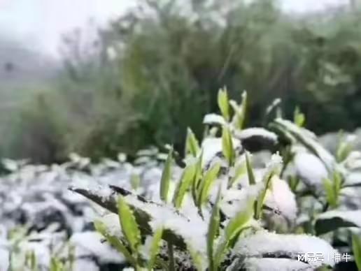 富硒茶的名字(富硒茶logo)-硒宝网