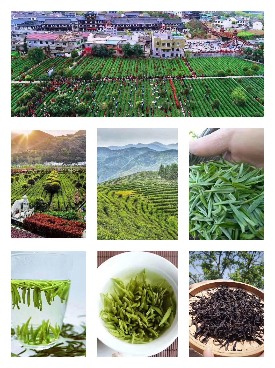 富硒原生古茶（原生茶业富硒茶）-硒宝网