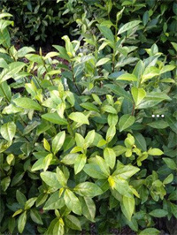 富硒茶 泡法(富硒茶的泡法)-硒宝网