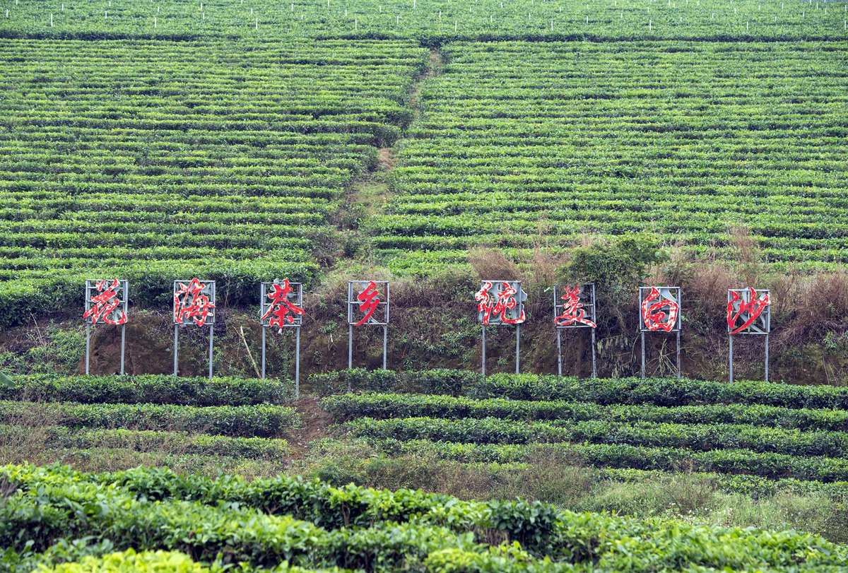湄潭茶是富硒（富硒茶走廊）-硒宝网