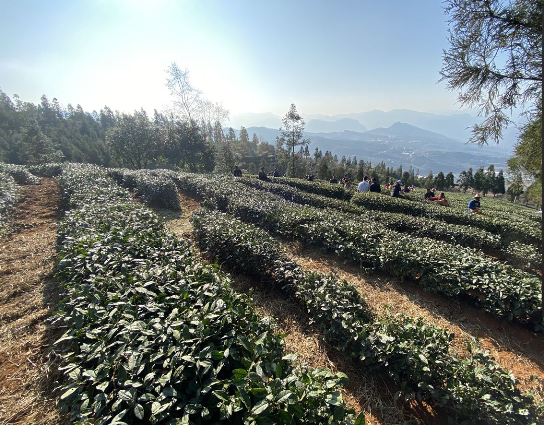 湄潭茶是富硒（富硒茶走廊）-硒宝网
