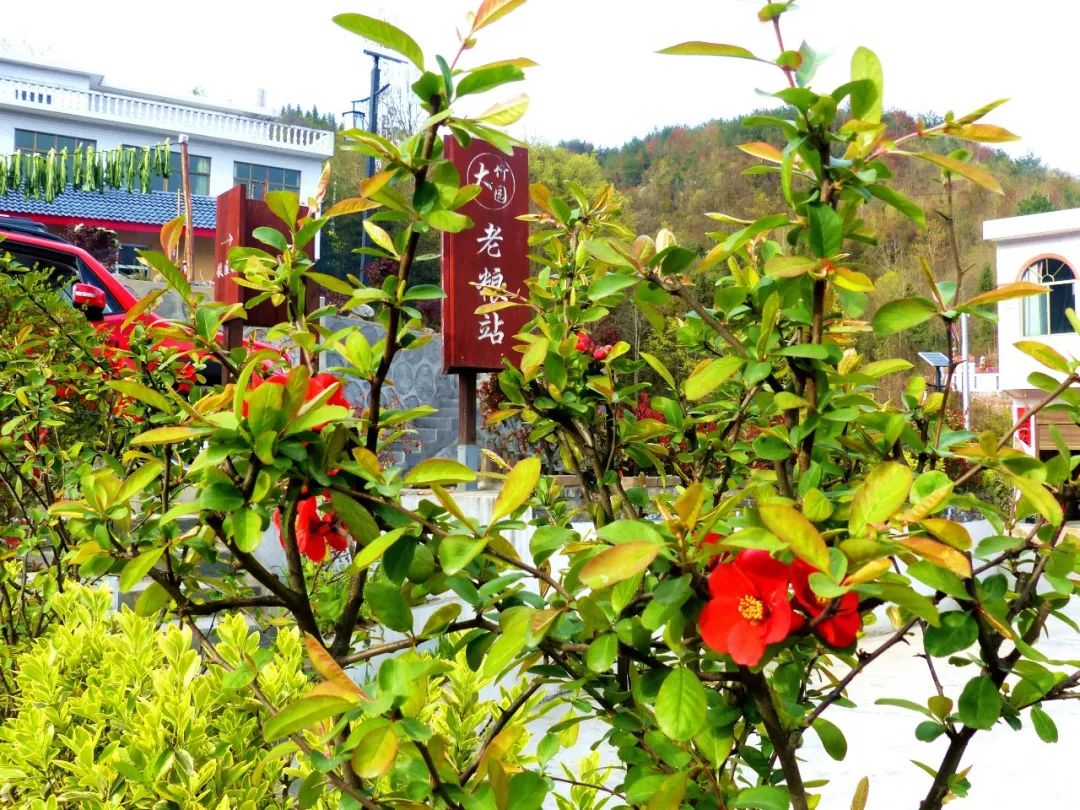 大竹园富硒茶（竹园茶叶）-硒宝网