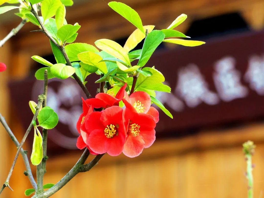 大竹园富硒茶（竹园茶叶）-硒宝网