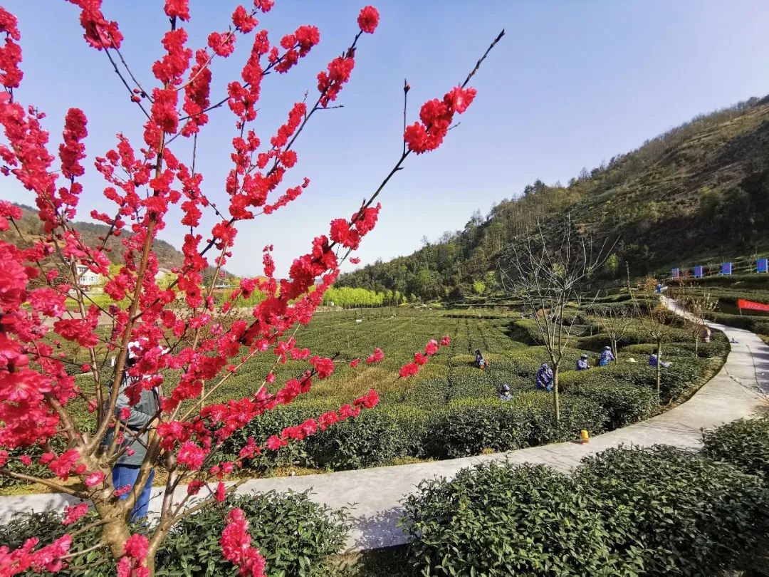 大竹园富硒茶（竹园茶叶）-硒宝网