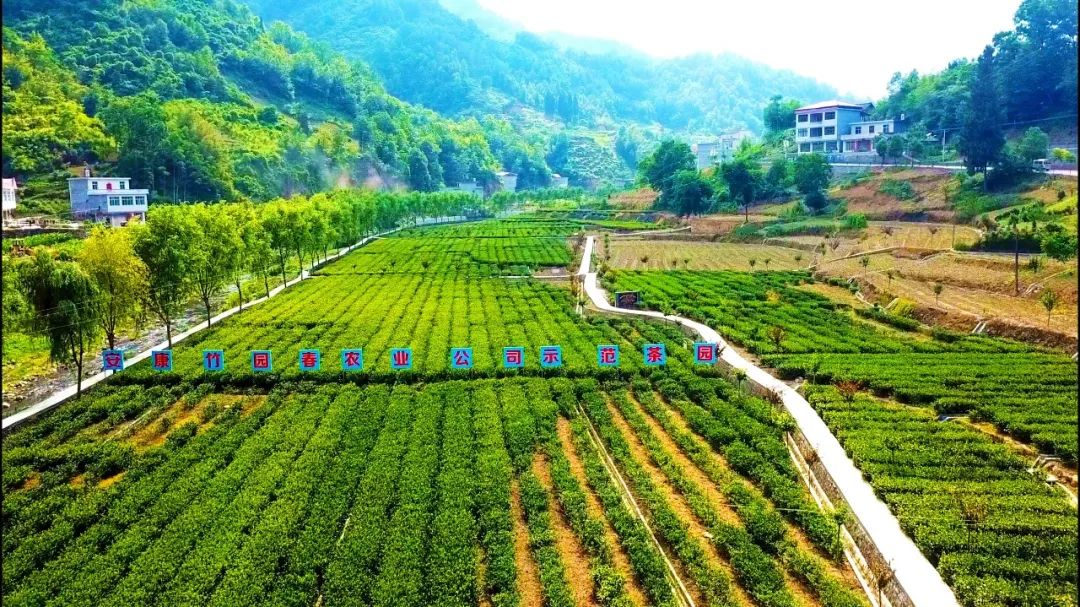 大竹园富硒茶（竹园茶叶）-硒宝网