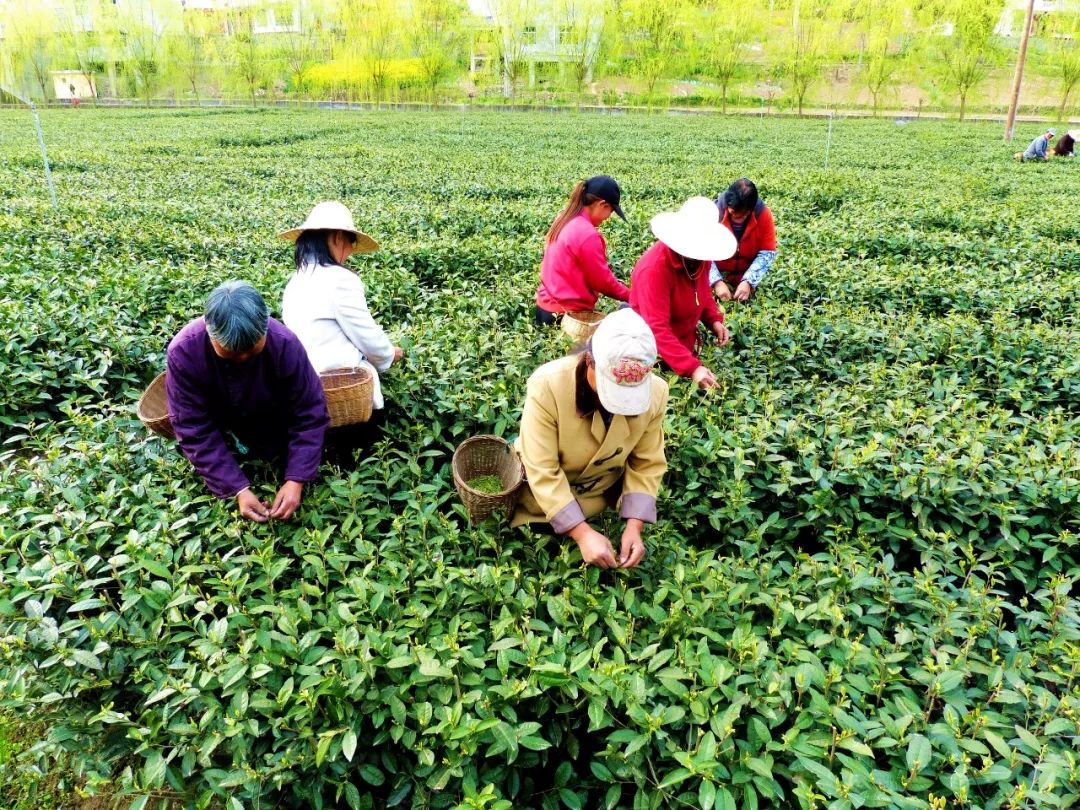 大竹园富硒茶（竹园茶叶）-硒宝网