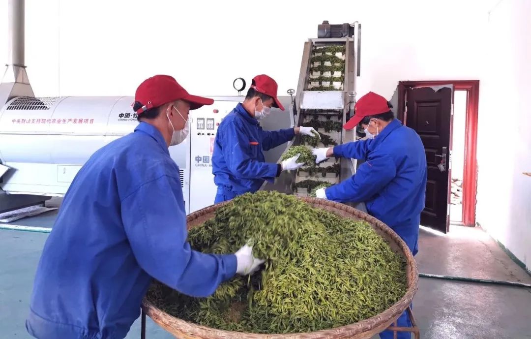 大竹园富硒茶（竹园茶叶）-硒宝网