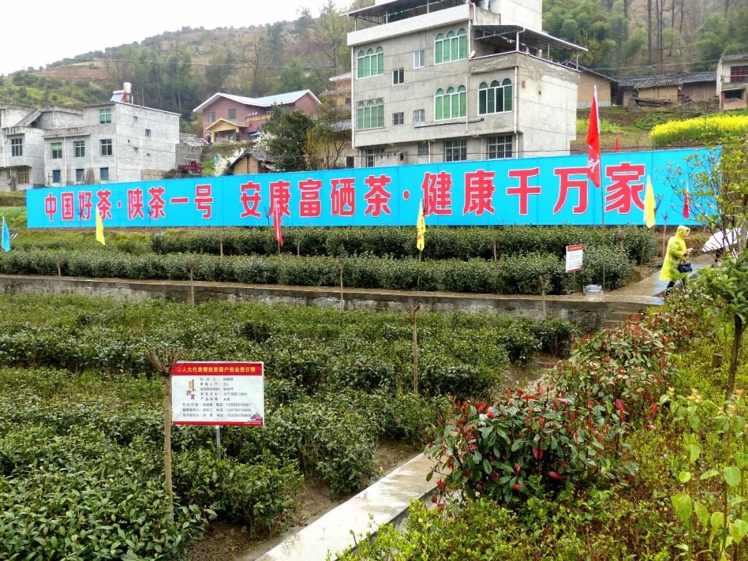 大竹园富硒茶（竹园茶叶）-硒宝网