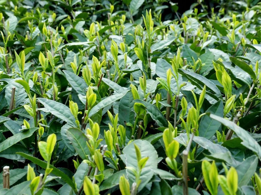 大竹园富硒茶（竹园茶叶）-硒宝网