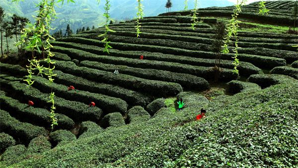 安康富硒茶妹(安康富硒茶是什么茶)-硒宝网