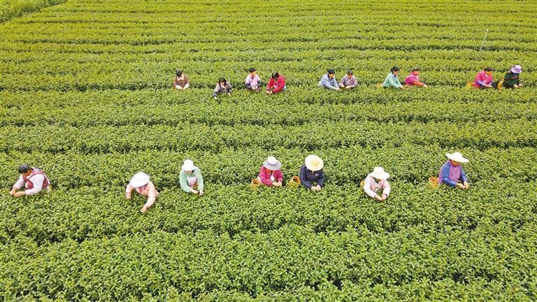 武汉富硒贡茶(恩施富硒贡茶)-硒宝网