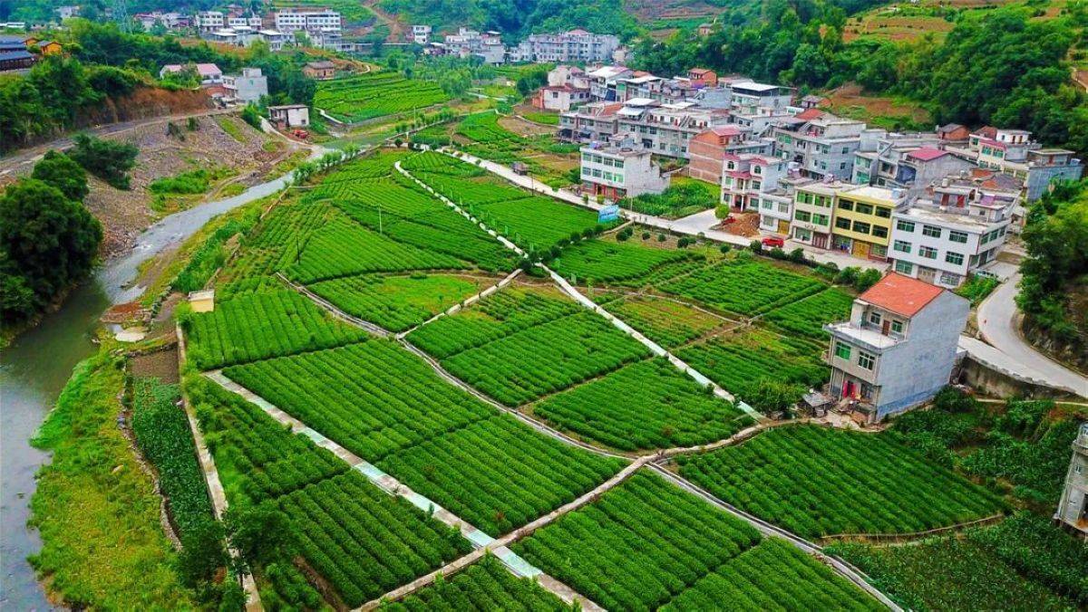 大竹园富硒茶(富硒茶园一亩可买)-硒宝网