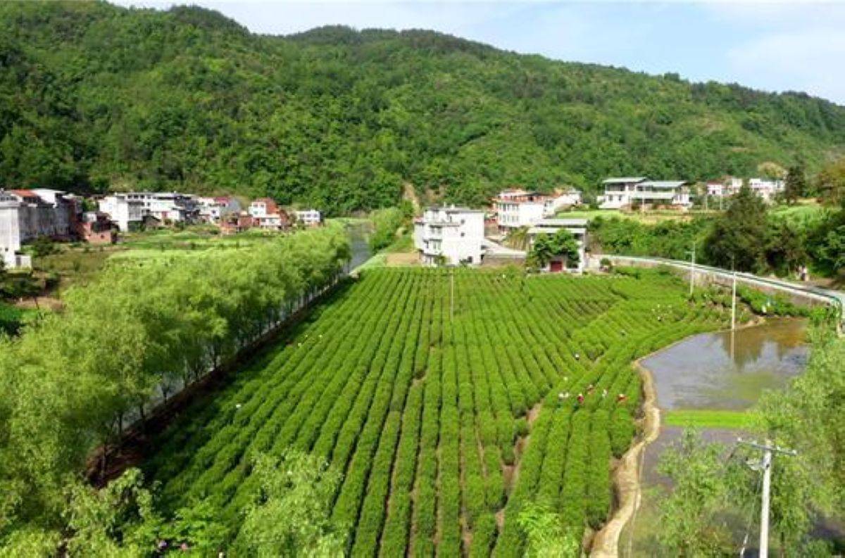 大竹园富硒茶(富硒茶园一亩可买)-硒宝网