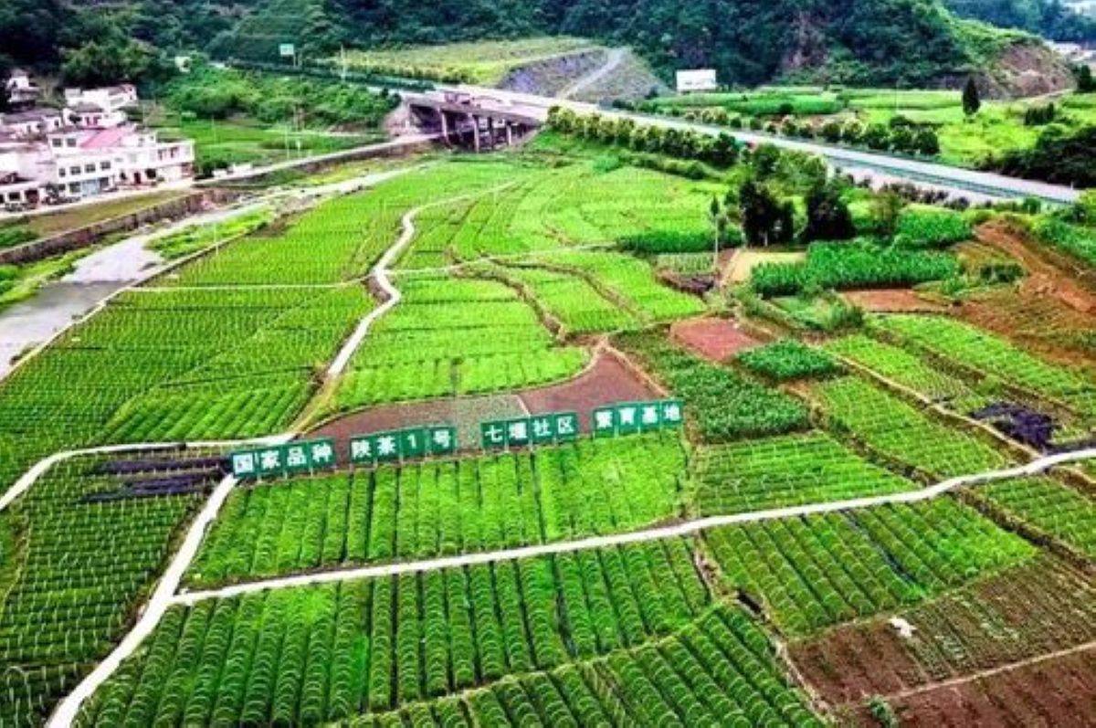 大竹园富硒茶(富硒茶园一亩可买)-硒宝网