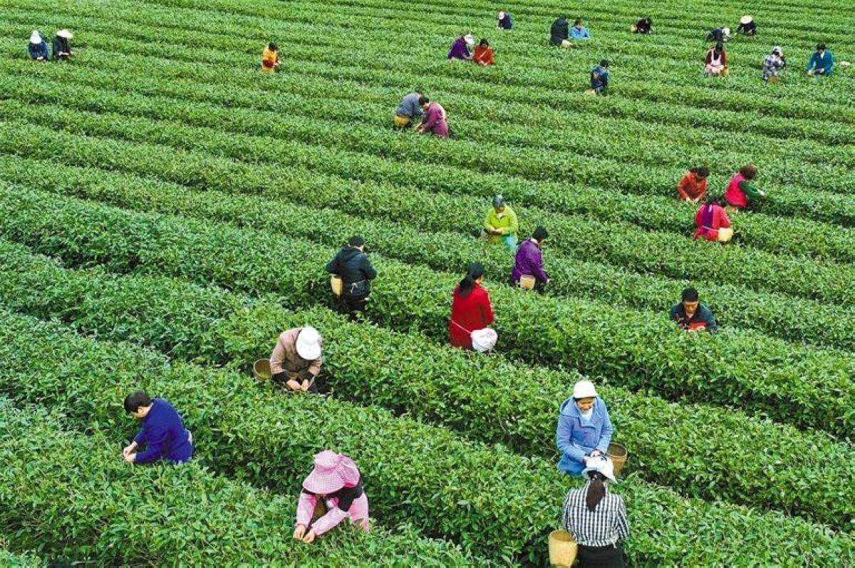 大竹园富硒茶(富硒茶园一亩可买)-硒宝网