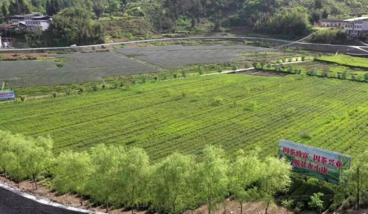 大竹园富硒茶(富硒茶园一亩可买)-硒宝网