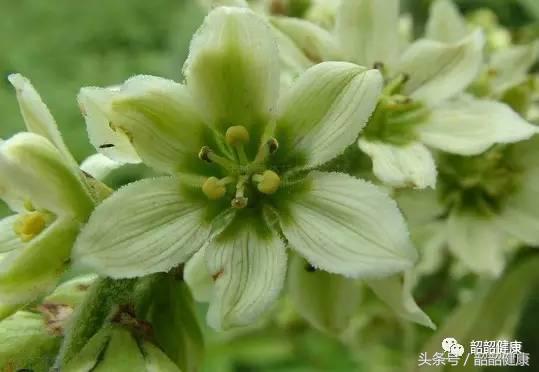 小分子富硒茶(富硒茶叶)-硒宝网