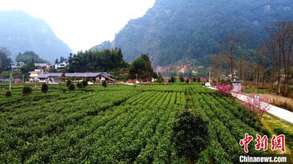 恩施富硒的茶（恩施富硒茶厂）-硒宝网