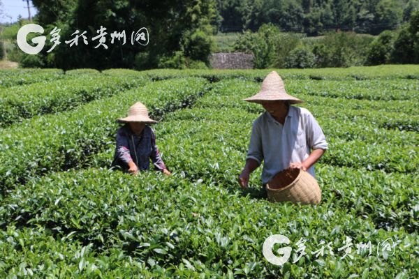 湄潭茶是富硒（富硒茶庄）-硒宝网