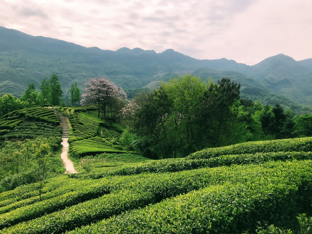汉中有富硒茶(汉阴富硒茶)-硒宝网