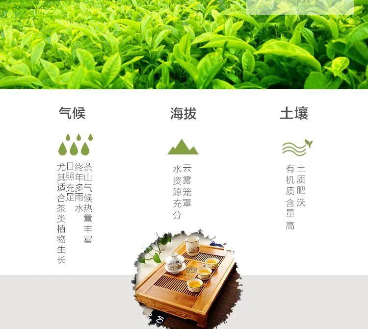 富硒茶的品种（富硒茶名字）-硒宝网
