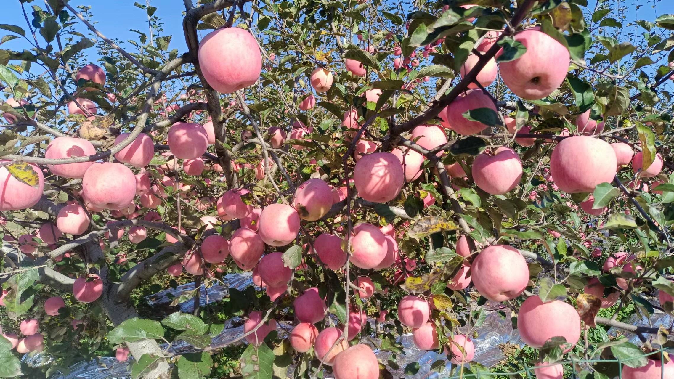 咸阳富硒茶镇(旬阳富硒茶)-硒宝网