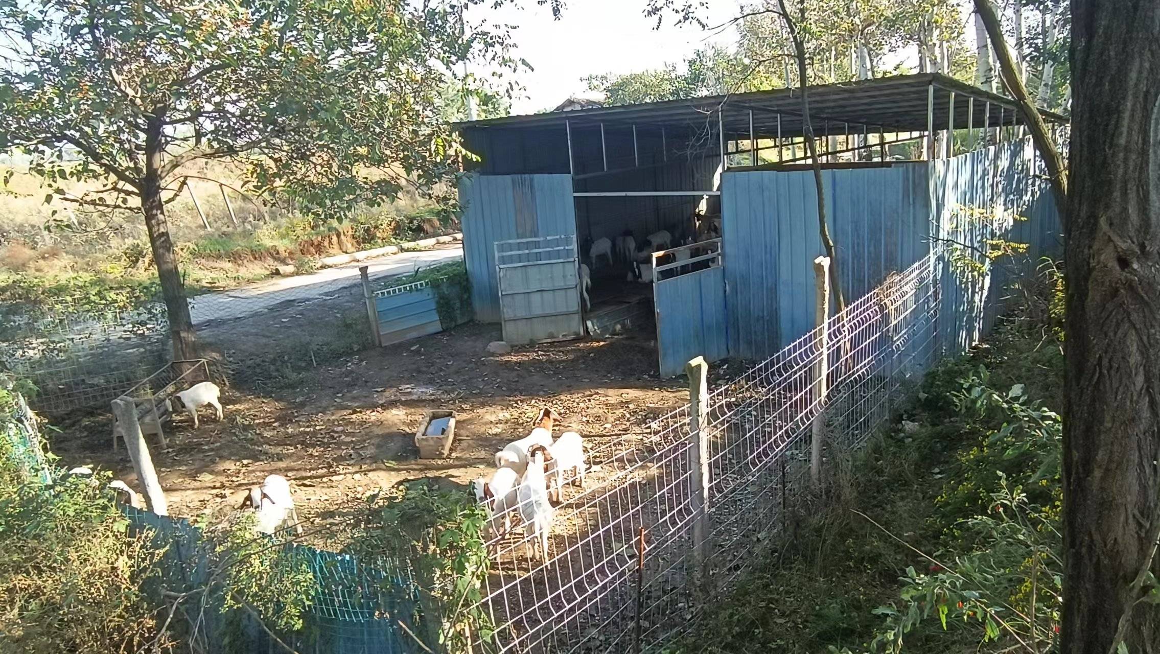 咸阳富硒茶镇(旬阳富硒茶)-硒宝网