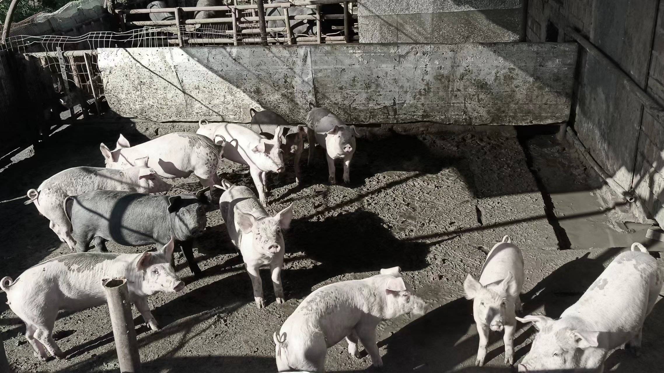 咸阳富硒茶镇(旬阳富硒茶)-硒宝网